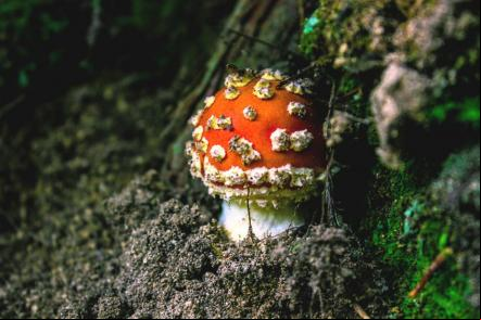 Cogumelo Amanita Muscaria no Parque da Bocaina - Foto: Biancaq (Licen