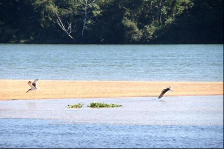 Parque Nacional de Ilha Grande - Foto: Bioickx (Licen