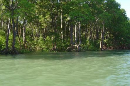 Manguezais de Barra - Foto: (Licen