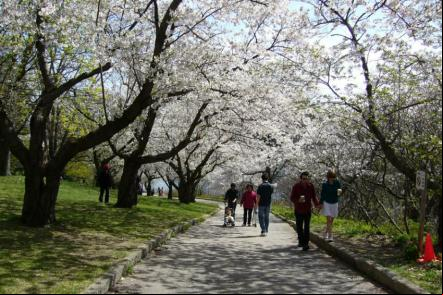 Primavera no High park - Foto: Chensiyuan